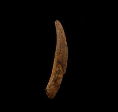 Aulophyseter morricei