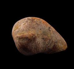 Sharktooth Hill whale ear bone for sale | Buried Treasure Fossils