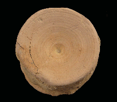 Shark Vertebrae