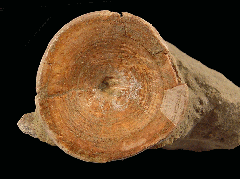 Shark Vertebrae
