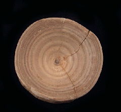 Shark Vertebrae