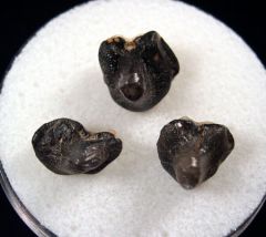 Ptychodus whipplei (Group)