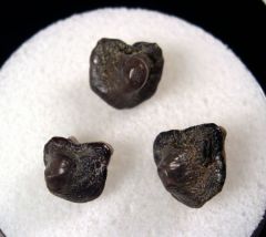 Ptychodus whipplei (Group)