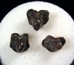 Ptychodus whipplei (Group)