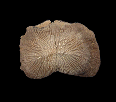 Ptychodus mortoni tooth from Texas | Buried Treasure Fossils