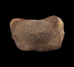 Ptychodus mortoni tooth | Buried Treasure Fossils