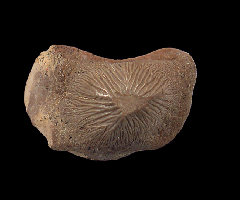 Big Ptychodus mortoni tooth | Buried Treasure Fossils