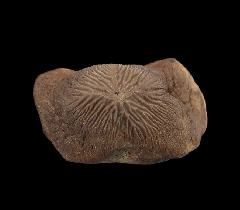 Ptychodus mortoni | Buried Treasure Fossils