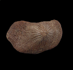 Largest Ptychodus mortoni tooth for sale | Buried Treasure Fossils