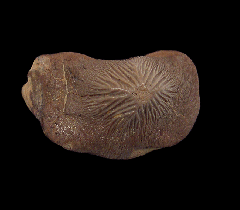 Ptychodus mortoni tooth | Buried Treasure Fossils