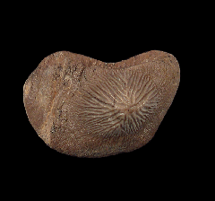 Kamp Ranch Ptychodus mortoni tooth for sale | Buried Treasure Fossils