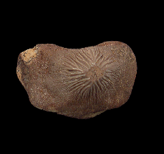 Ptychodus mortoni crusher tooth | Buried Treasure Fossils