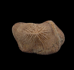 Ptychodus mortoni crusher tooth for sale | Buried Treasure Fossils