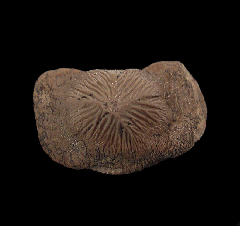 Big Ptychodus mortoni crusher tooth | Buried Treasure Fossils