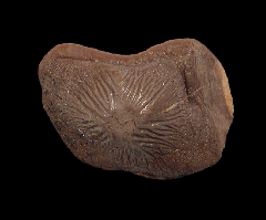 Largest Ptychodus mortoni tooth for sale | Buried Treasure Fossils