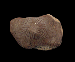 Big Ptychodus mortoni tooth for sale | Buried Treasure Fossils