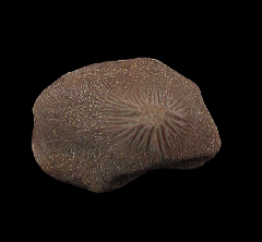 Ptychodus mortoni crusher tooth from Texas | Buried Treasure Fossils