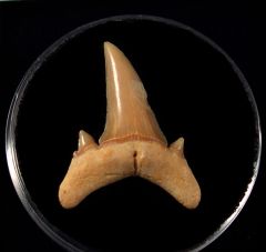 Brachycarcharias lerichei