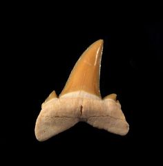 Brachycarcharias lerichei