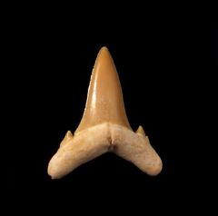 Brachycarcharias lerichei