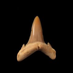Brachycarcharias lerichei