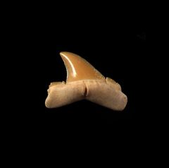 Brachycarcharias lerichei