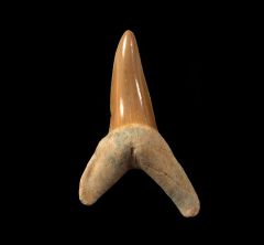 Isurus praecursor