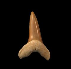 Isurus praecursor
