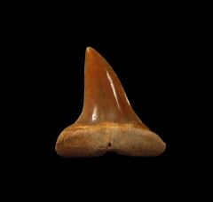 Isurus praecursor