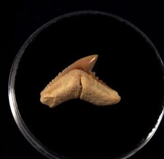 Galeocerdo latidens