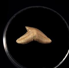 Galeocerdo latidens