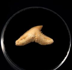 Galeocerdo latidens