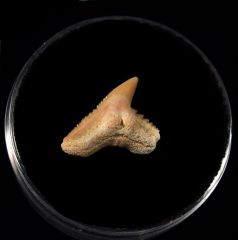 Galeocerdo latidens