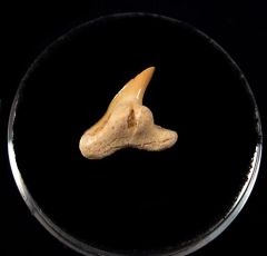 Physogaleus secundus