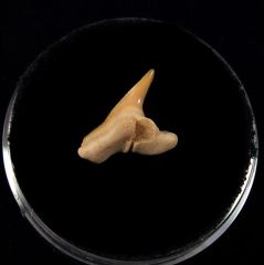 Physogaleus secundus
