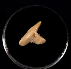 Physogaleus secundus