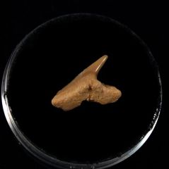 Physogaleus secundus