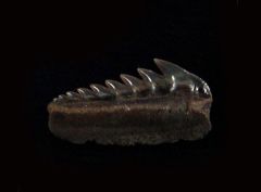 Hexanchus colinsonae