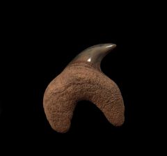 Virginia Parotodus benedeni tooth for sale | Buried Treasure Fossils