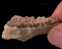 Mesohippus jaw | Buried Treasure Fossils