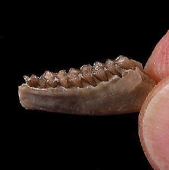 Ischyromys sp. jaw - Brule Fm. | Buried Treasure Fossils