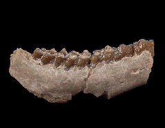 Leptomeryx evansi | Buried Treasure Fossils