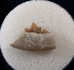 Hesperocyon gregarius jaw for sale| Buried Treasure Fossils