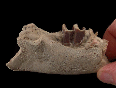 Hyracodon nebraskensis jaw for sale | Buried Treasure Fossils