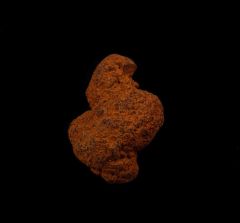 Real Coprolite for sale - Miocene | Buried Treasure Fossils