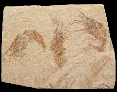 Multiple fossil shrimp plate for sale 