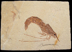 Fossil shrimp from Lebanon 
