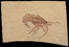 Carpopenaeus fossil shrimp 