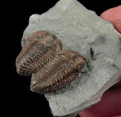 Real Flexicalymene trilobite for sale