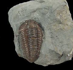 Real Flexicalymene trilobite for sale